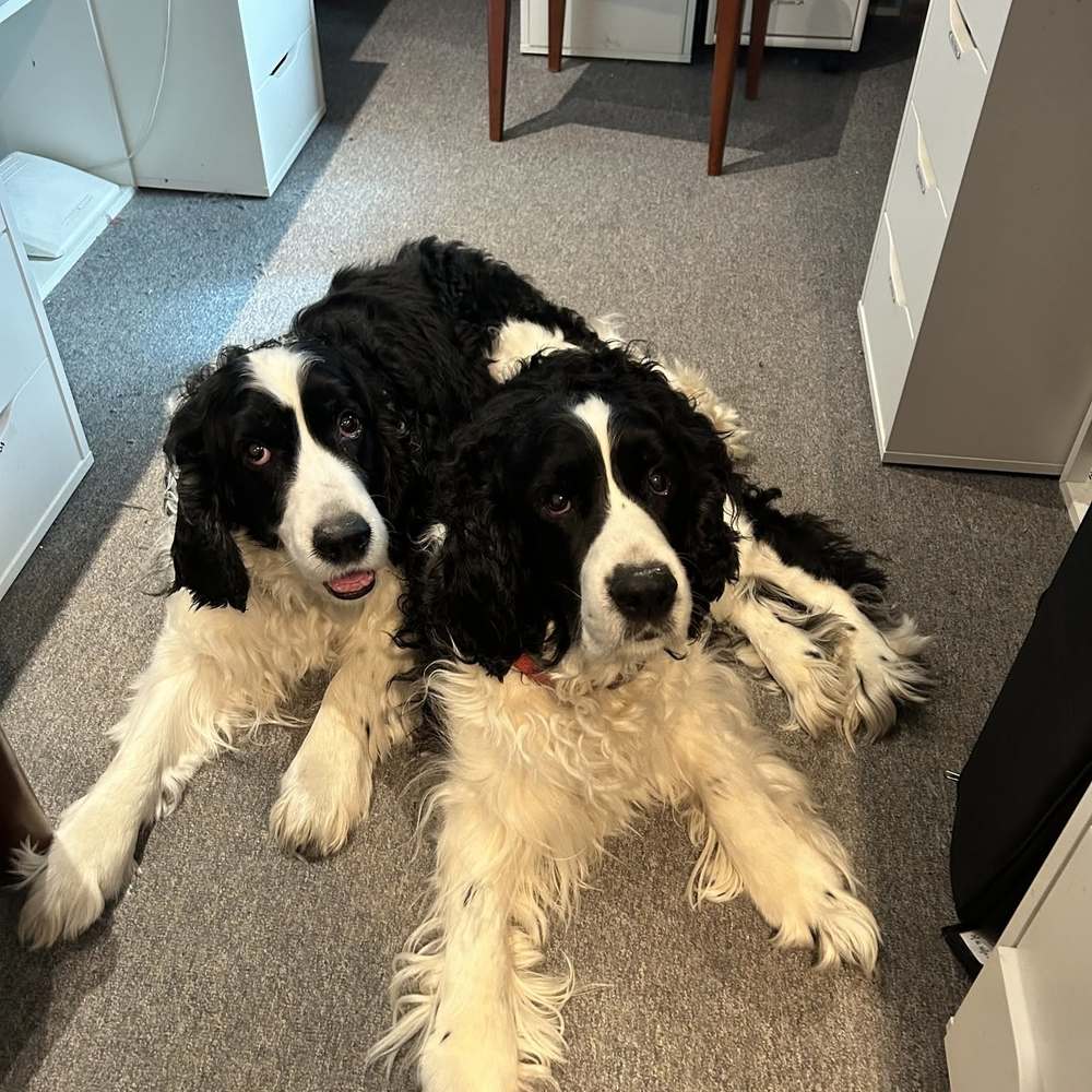 Meet your Posher, Susan